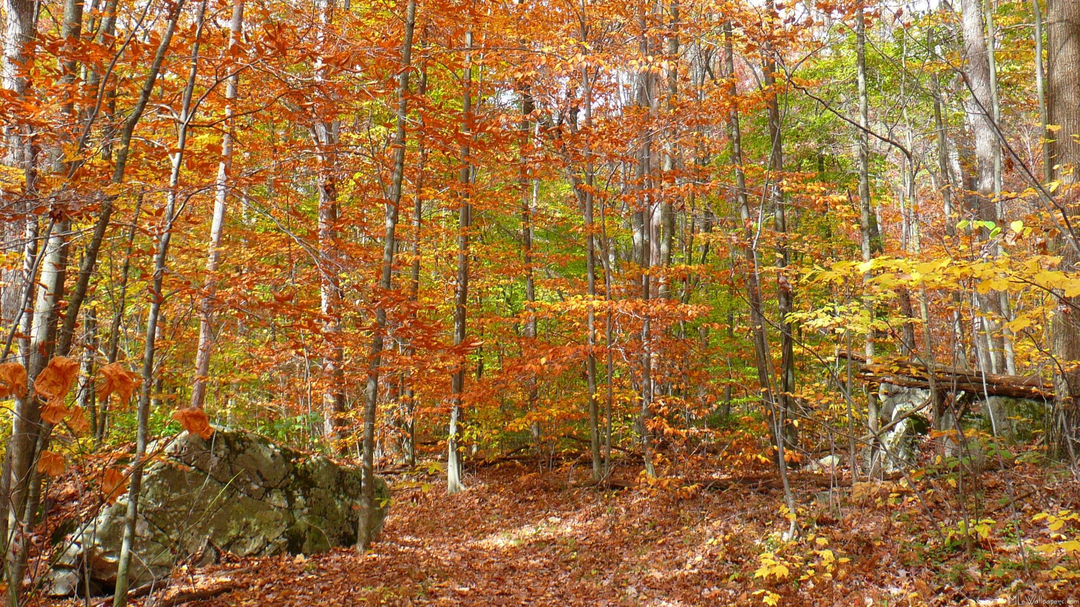 2133x1200 Sunlight Dappled Fall Trail .
