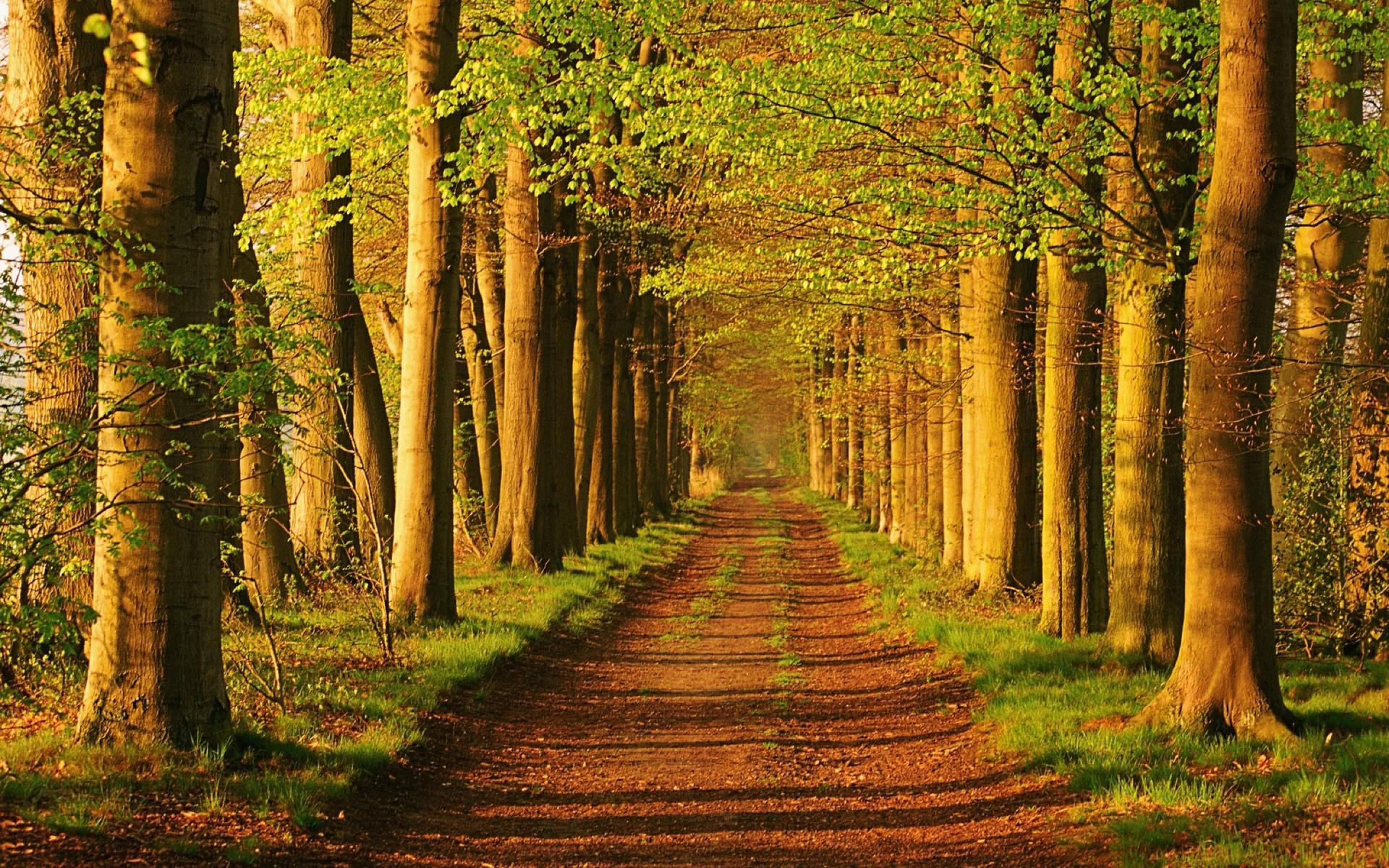 2880x1800 Forest Trail Landscape Wallpaper .gallery.