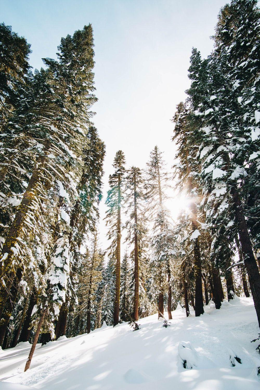 1000x1500 Pine Tree Picture. Download Free .com