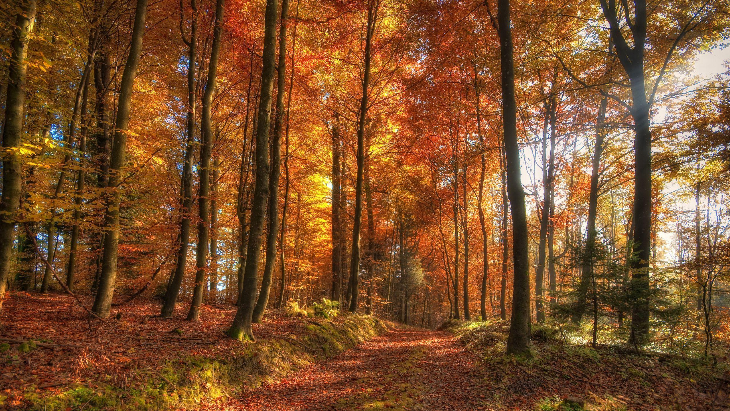 2560x1440 Fall Wallpaperwallpaper.dog
