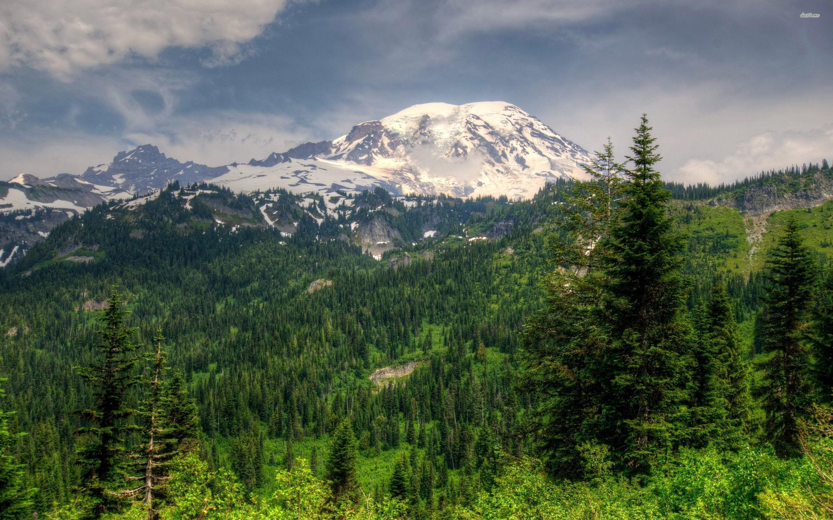 2880x1800 Com Quality Tree Forest Mountain .