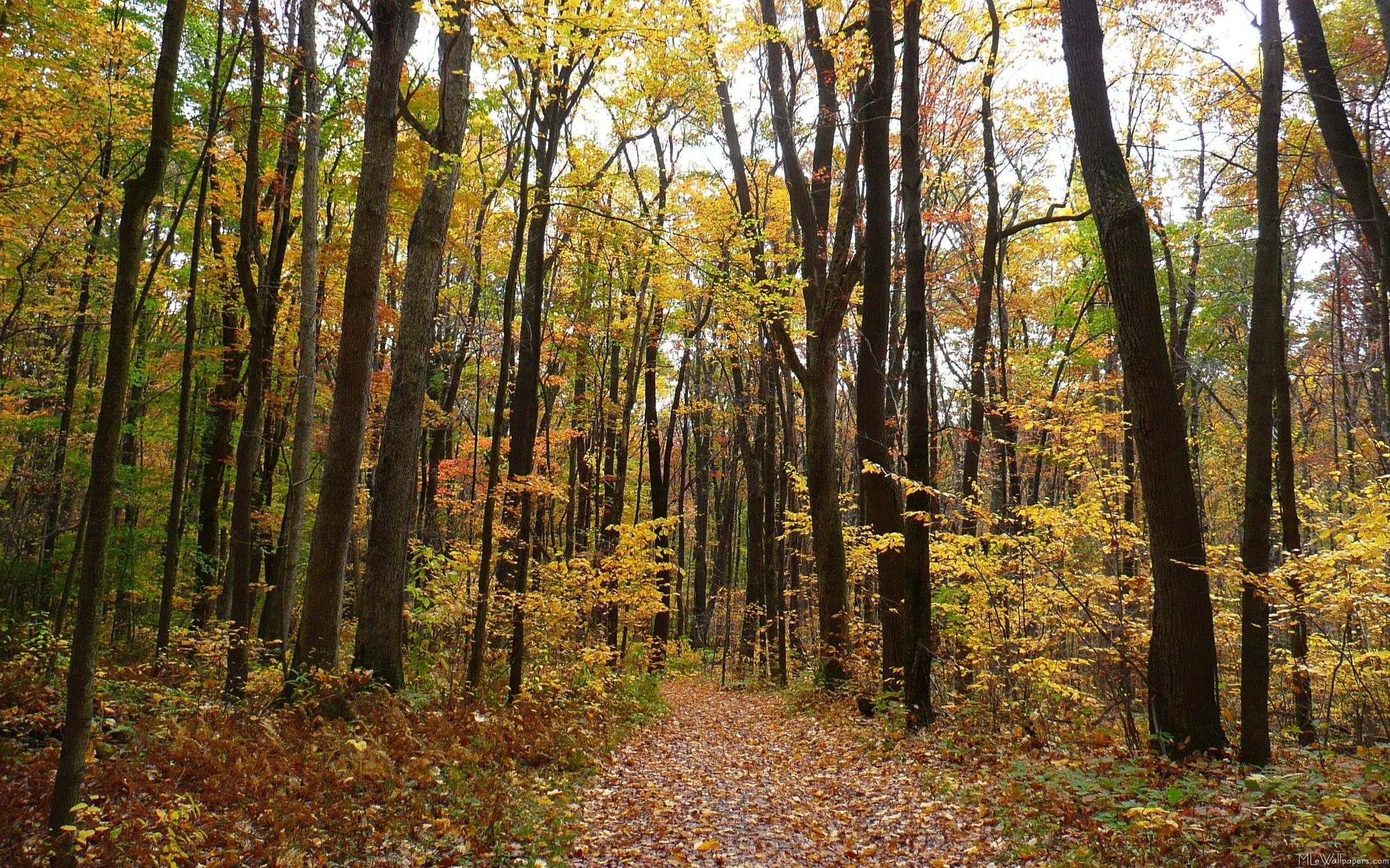 2150x1343 Fall Trail and Golden