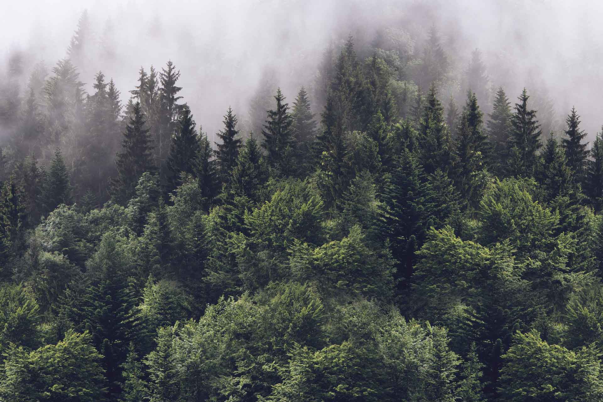 Дикий хвойный. Туманный хвойный лес. Лес в тумане. Еловый лес. Хвойный лес в тумане.