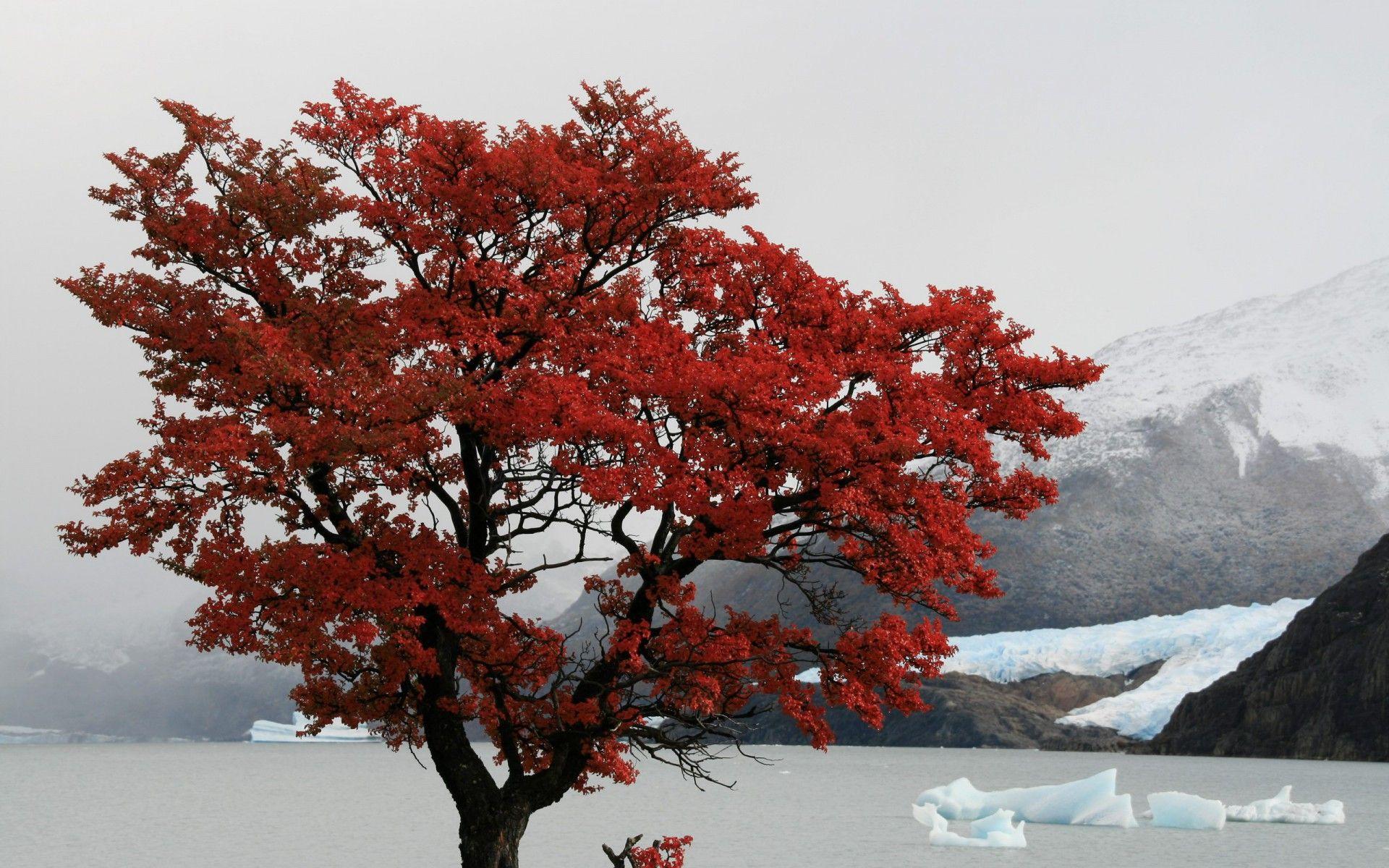 1920x1200 Red Tree Santa Cruz Province wallpaper .