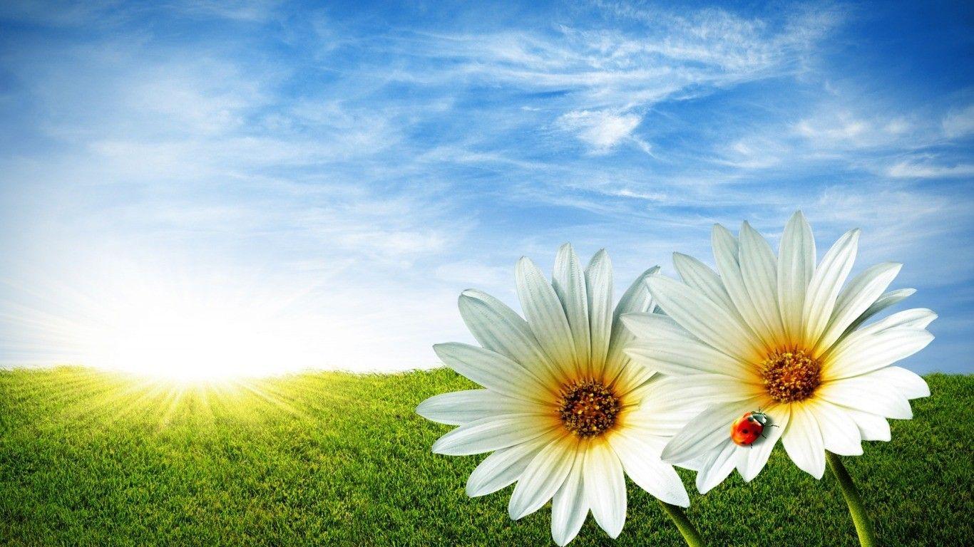 Sunshine and Flowers Wallpapers - Top Free Sunshine and Flowers