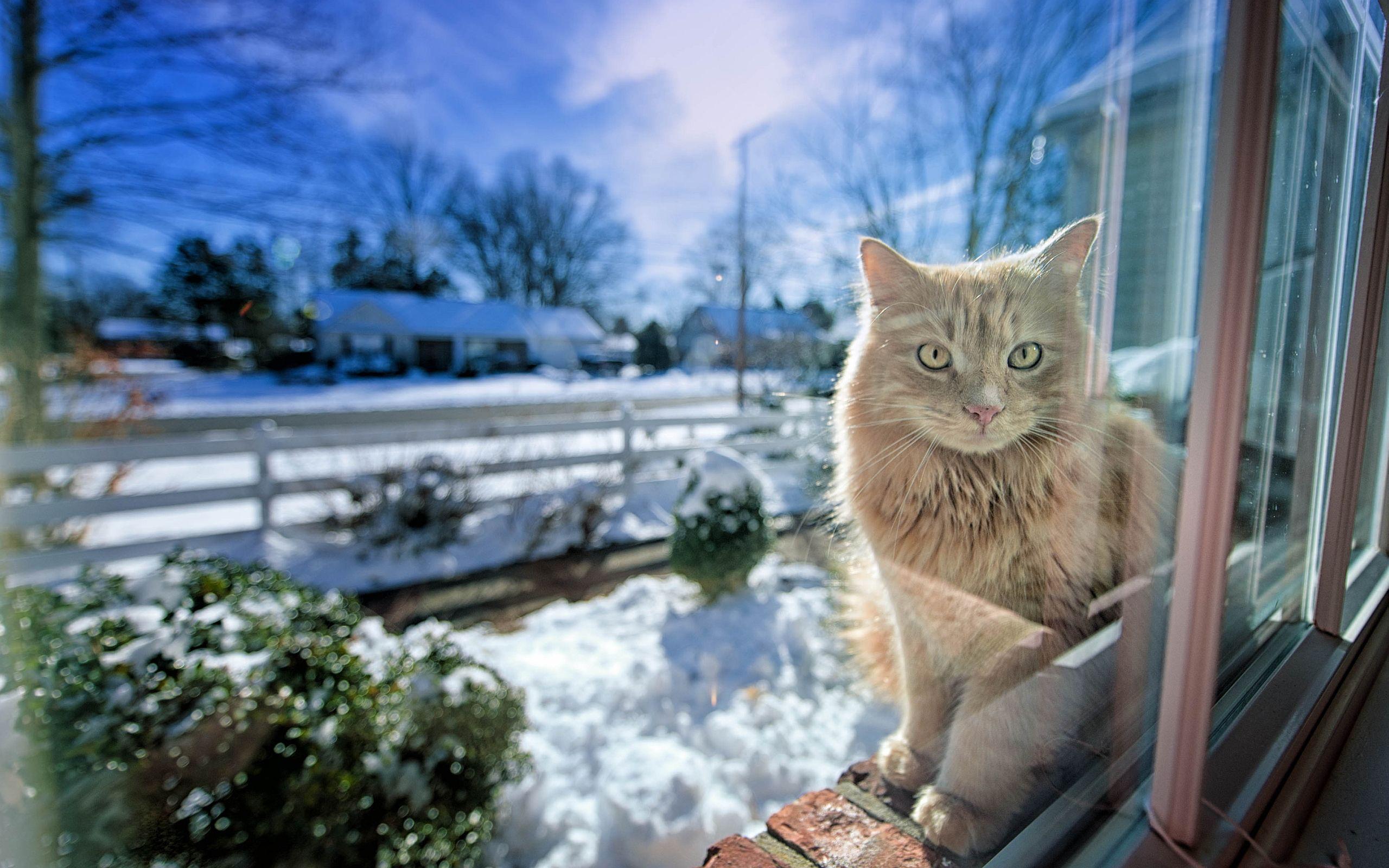 2560x1600 Cat winter sunshine -