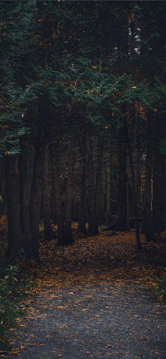 640x1385 Montreal Canada iPhone X wallpaper .com