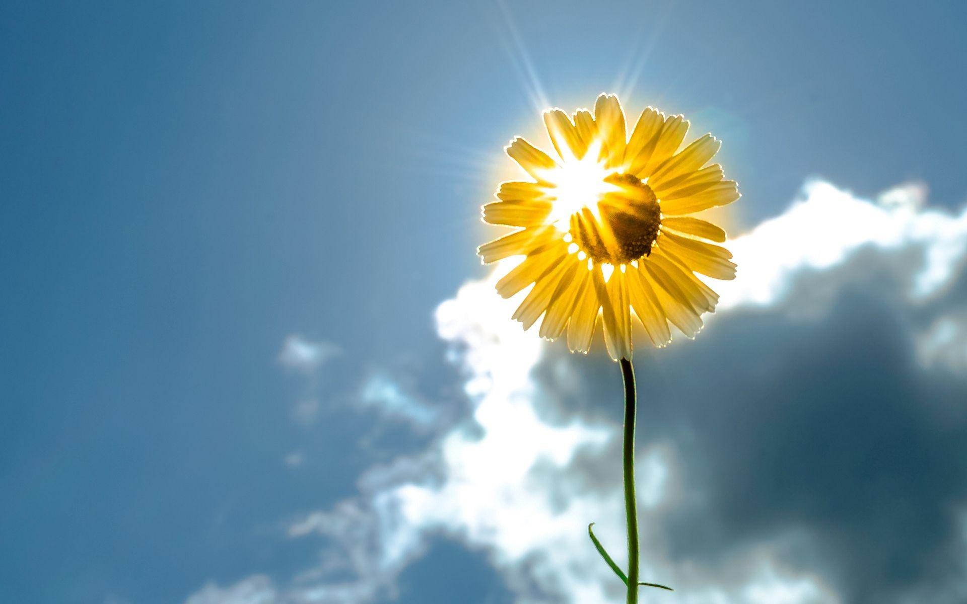 Flower Sunshine Wallpapers Top Free Flower Sunshine Backgrounds