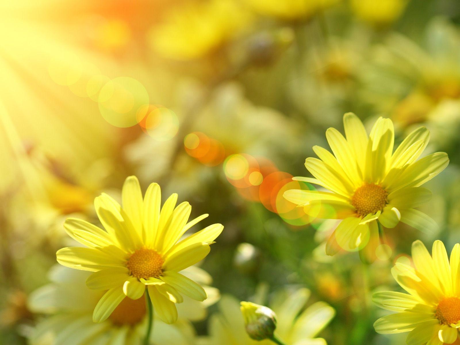 1600x1200 You Are My Sunshine Wallpaper .