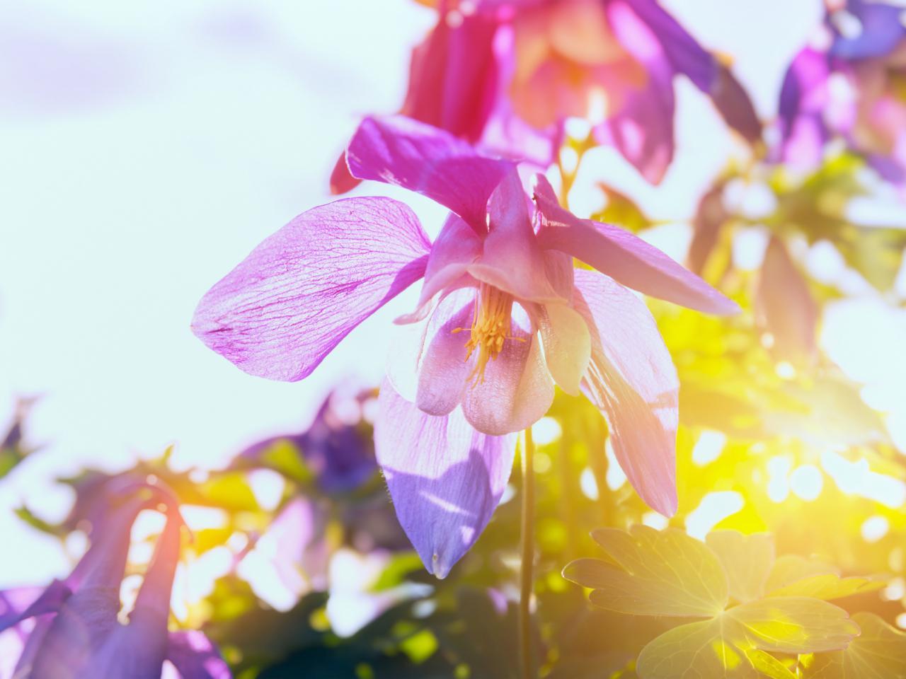 1280x960 Flowers For Full Sun .