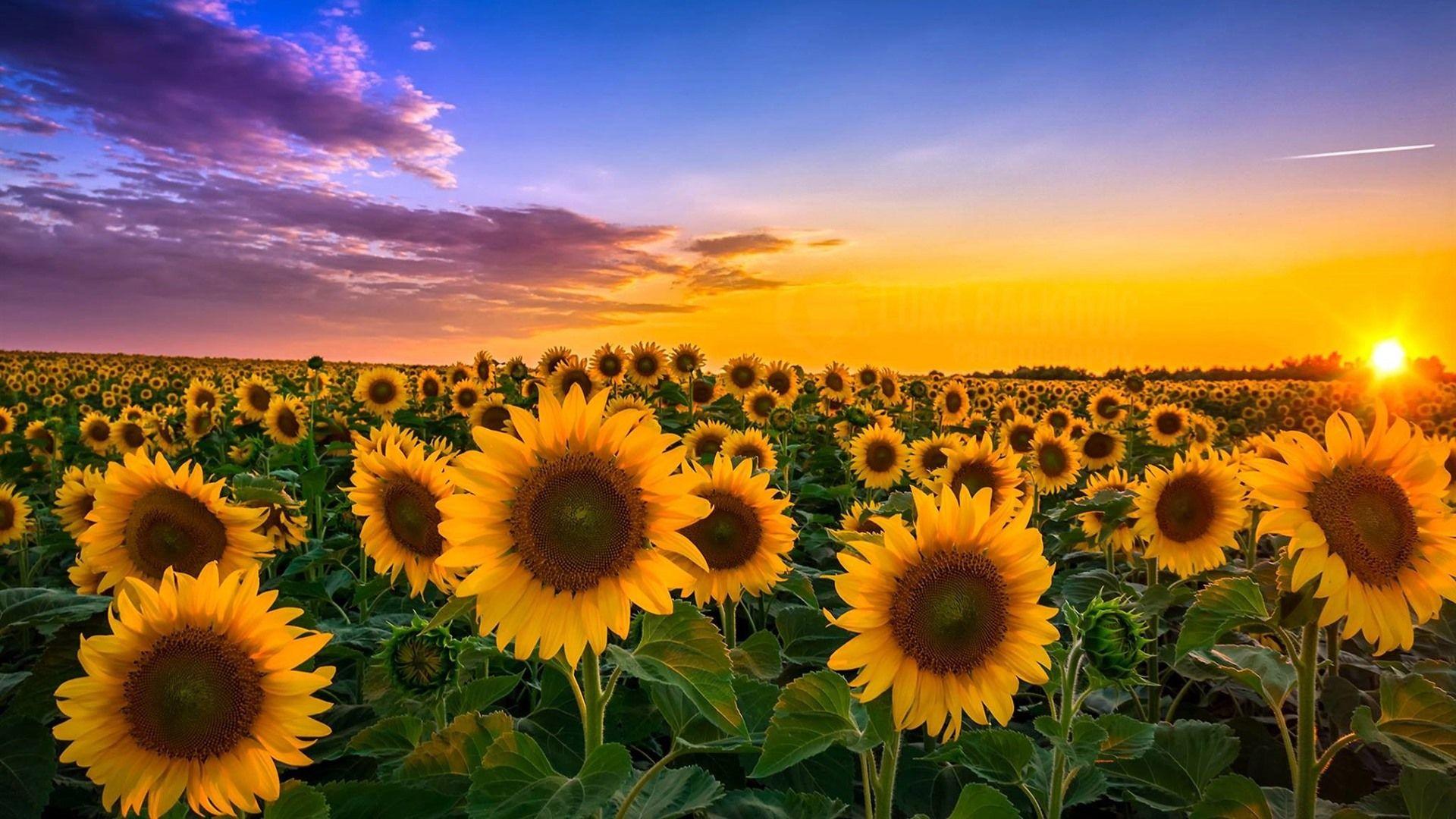 Sunshine and Flowers Wallpapers - Top Free Sunshine and Flowers ...