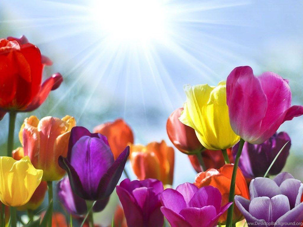 Sunshine and Flowers Wallpapers Top Free Sunshine and Flowers