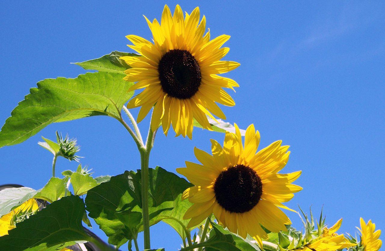 1280x834 Sunflowers, sunshine, flower, sun, summer .