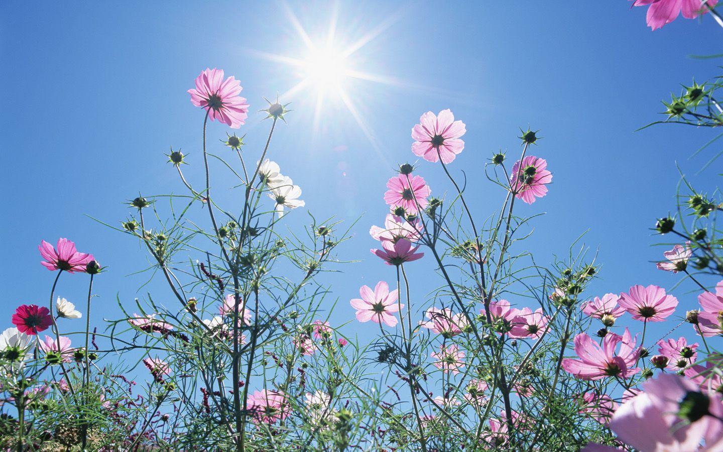 1440x900 Cosmos Flower under Sunshine Wallpaper .wallpaper.