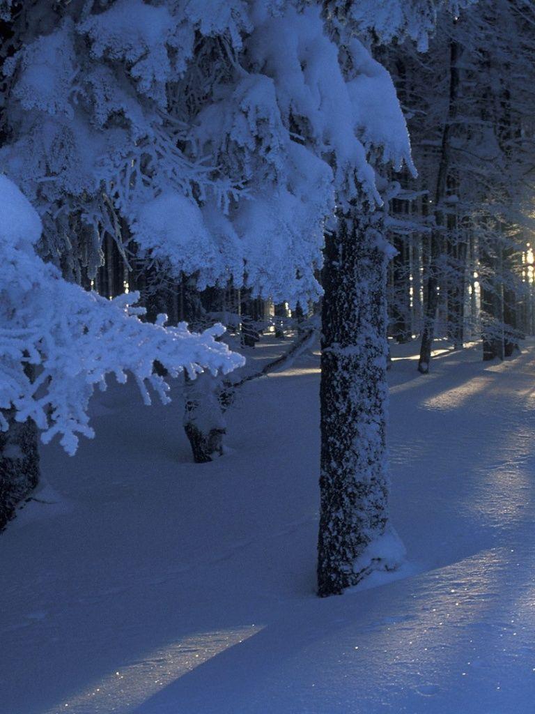 768x1024 Winter Sunshine iPad