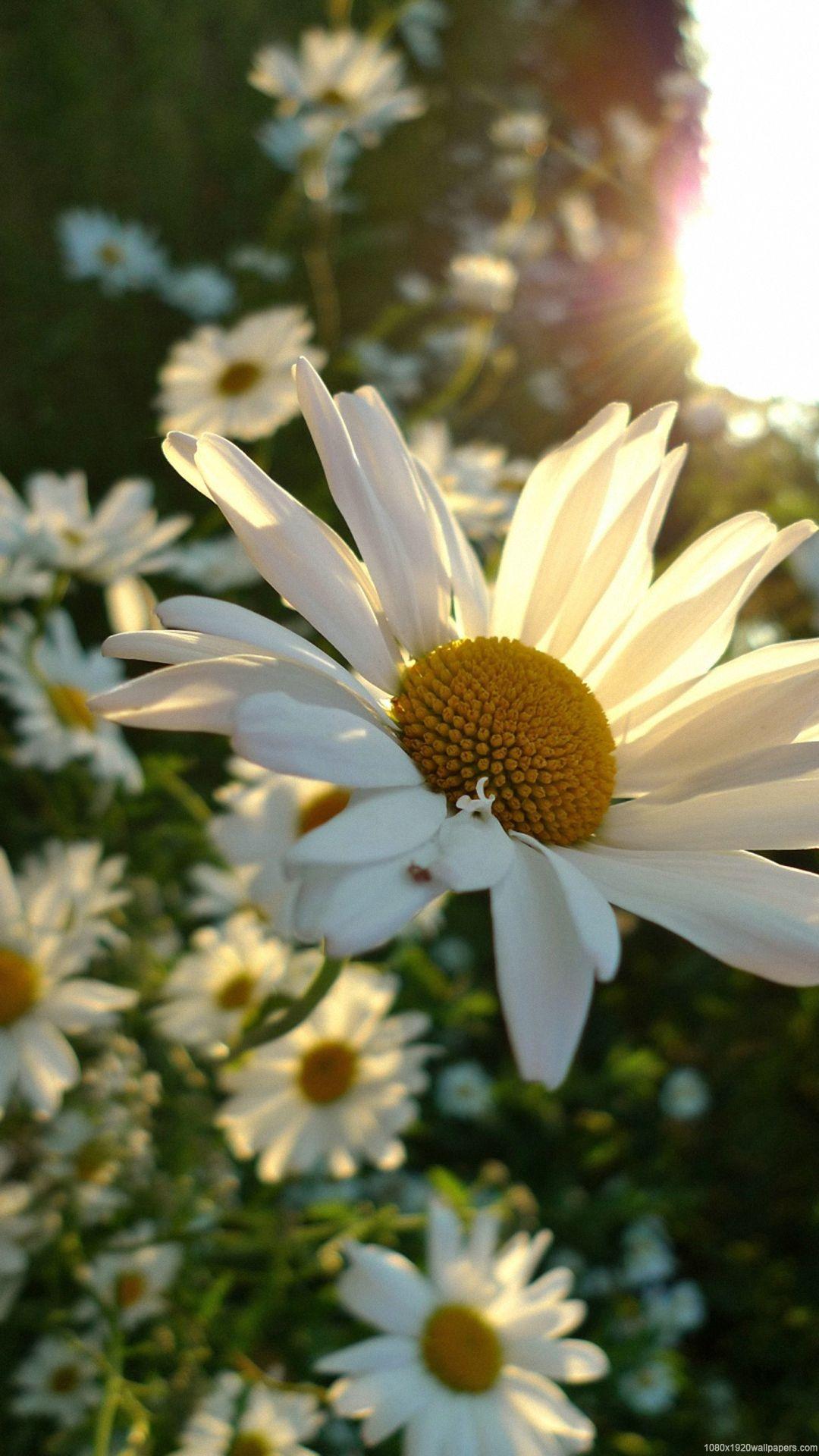 Sunshine and Flowers Wallpapers - Top Free Sunshine and Flowers