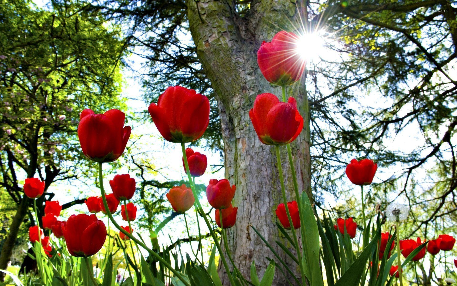 1920x1200 Sun shining on the red tulips wallpaper .