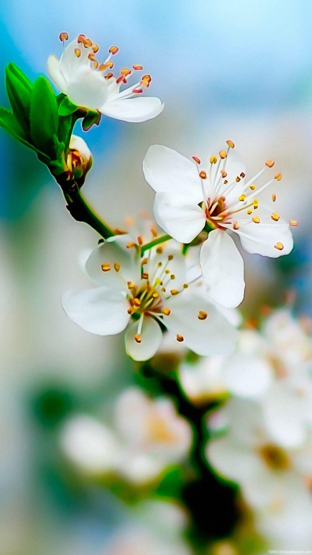 1080x1920 Sunshine Flowers Leaf Wallpaper HD .itl.cat