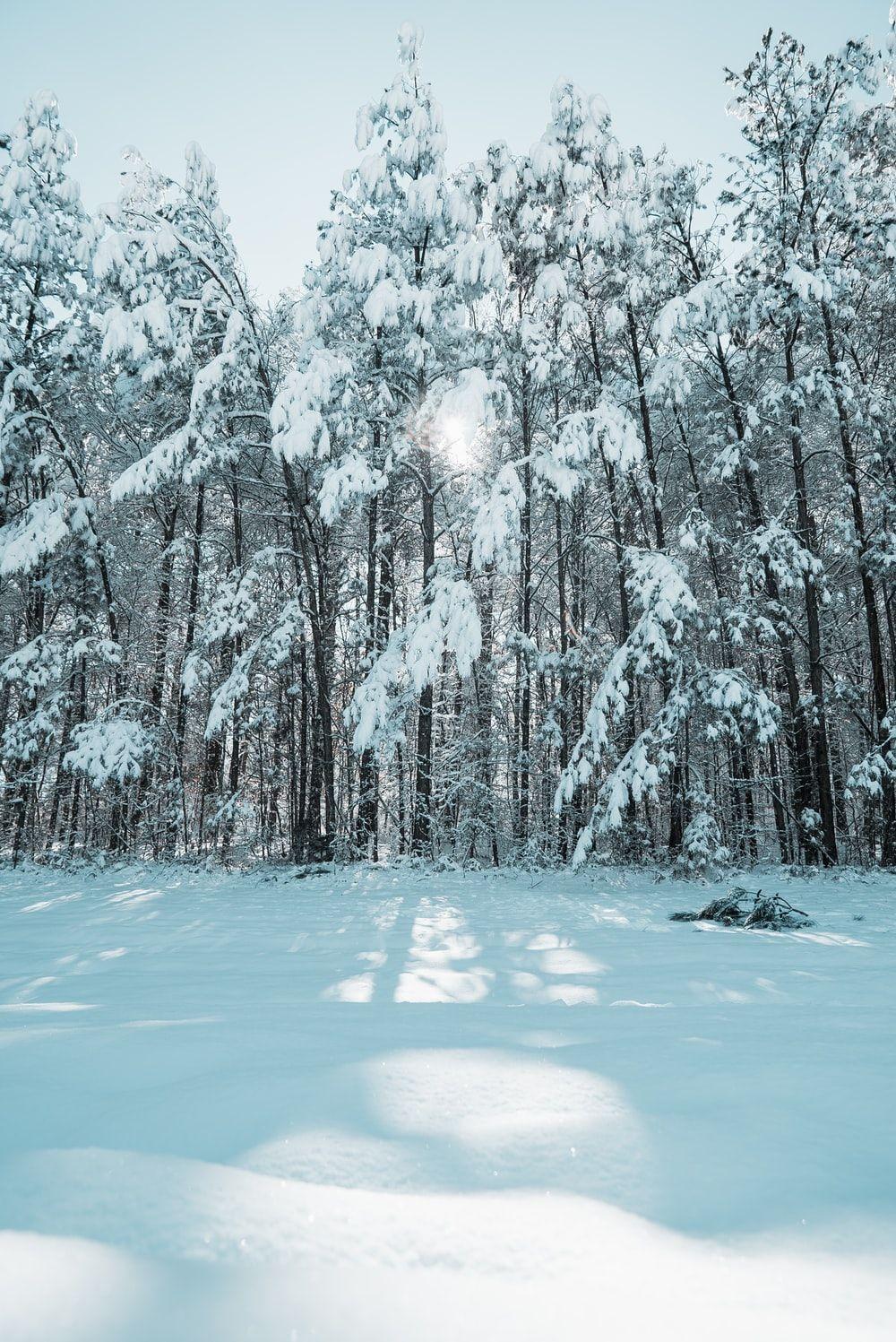 1000x1497 Winter Sunshine Picture. Download .com