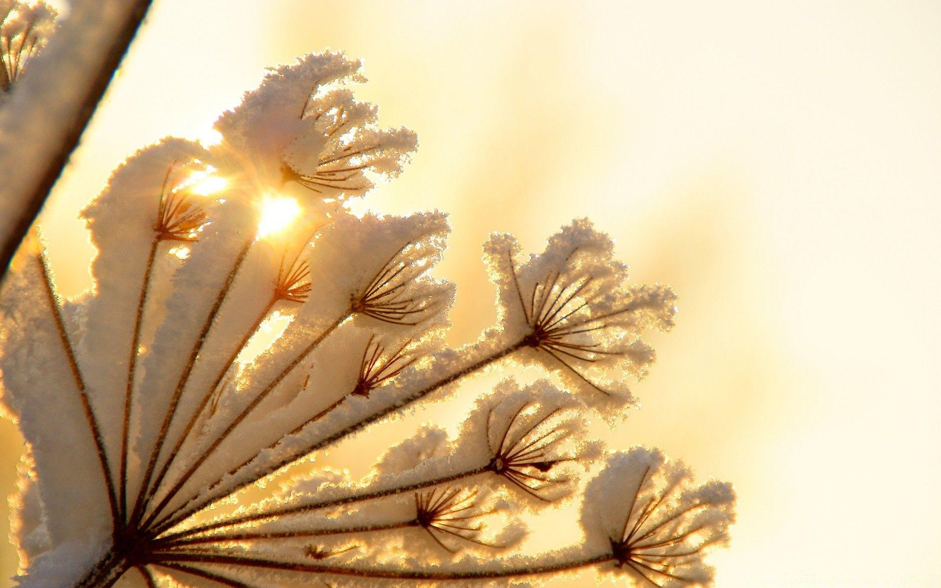 1920x1200 Winter Sunshine Wallpapermillion