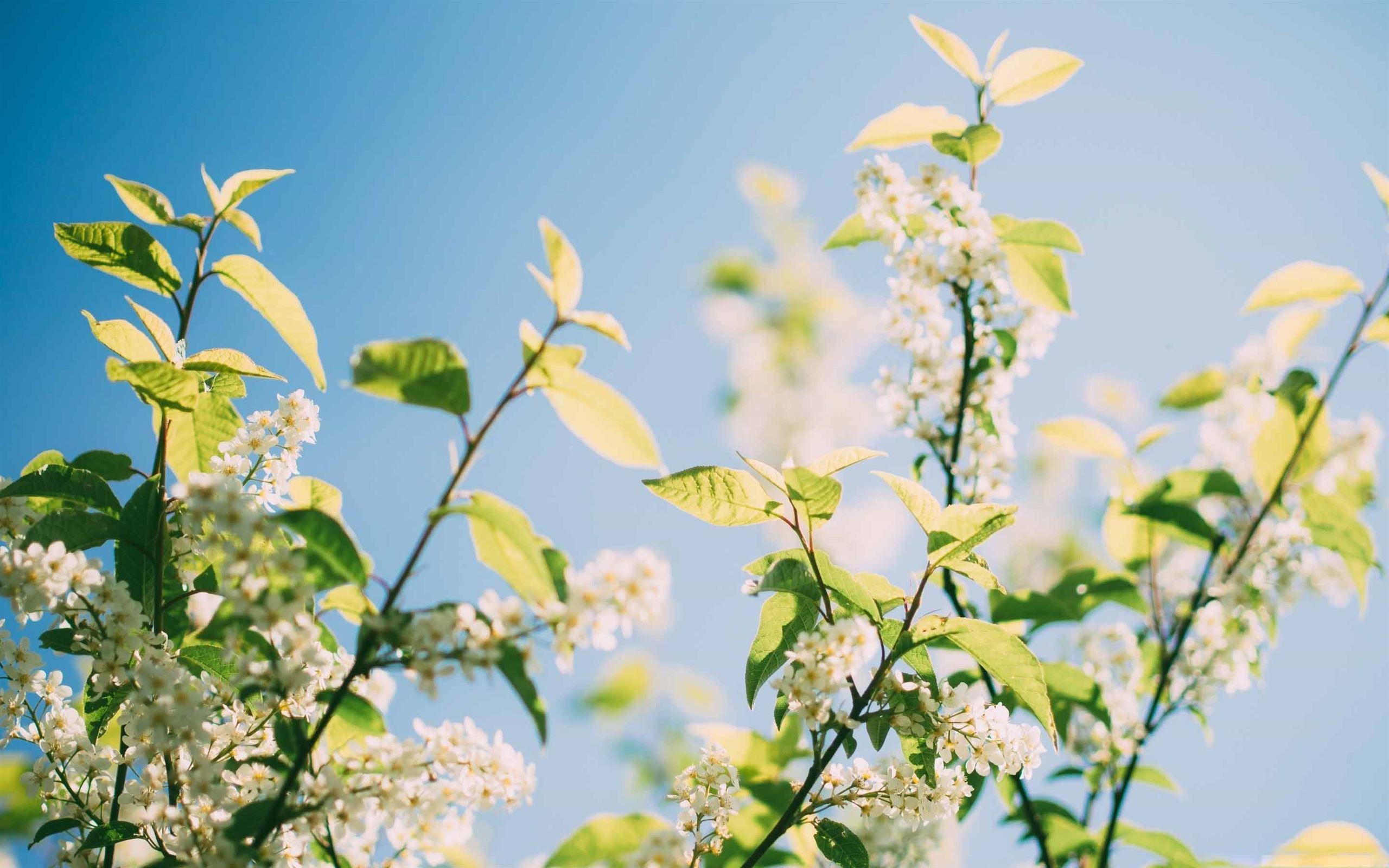 2560x1600 Spring Sunshine Tree Flowers MacBook .