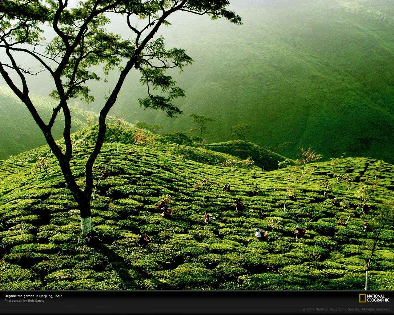 1280x1024 Beautiful Green Tea Gardens HD Wallpaper HD Nature Wallpaper
