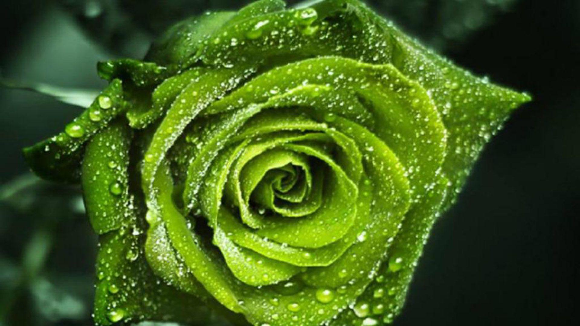 1920x1080 Green Rose Wallpaper Pack V.