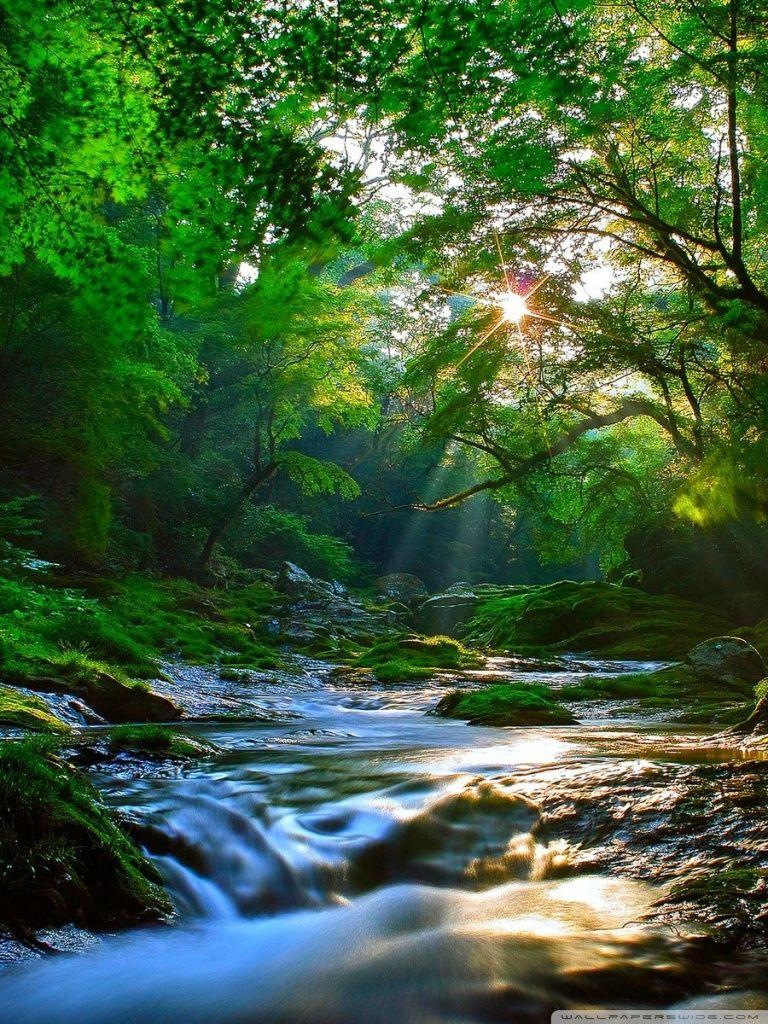 768x1024 Beautiful Forest Wallpaper Hdnaturezwallpaper.