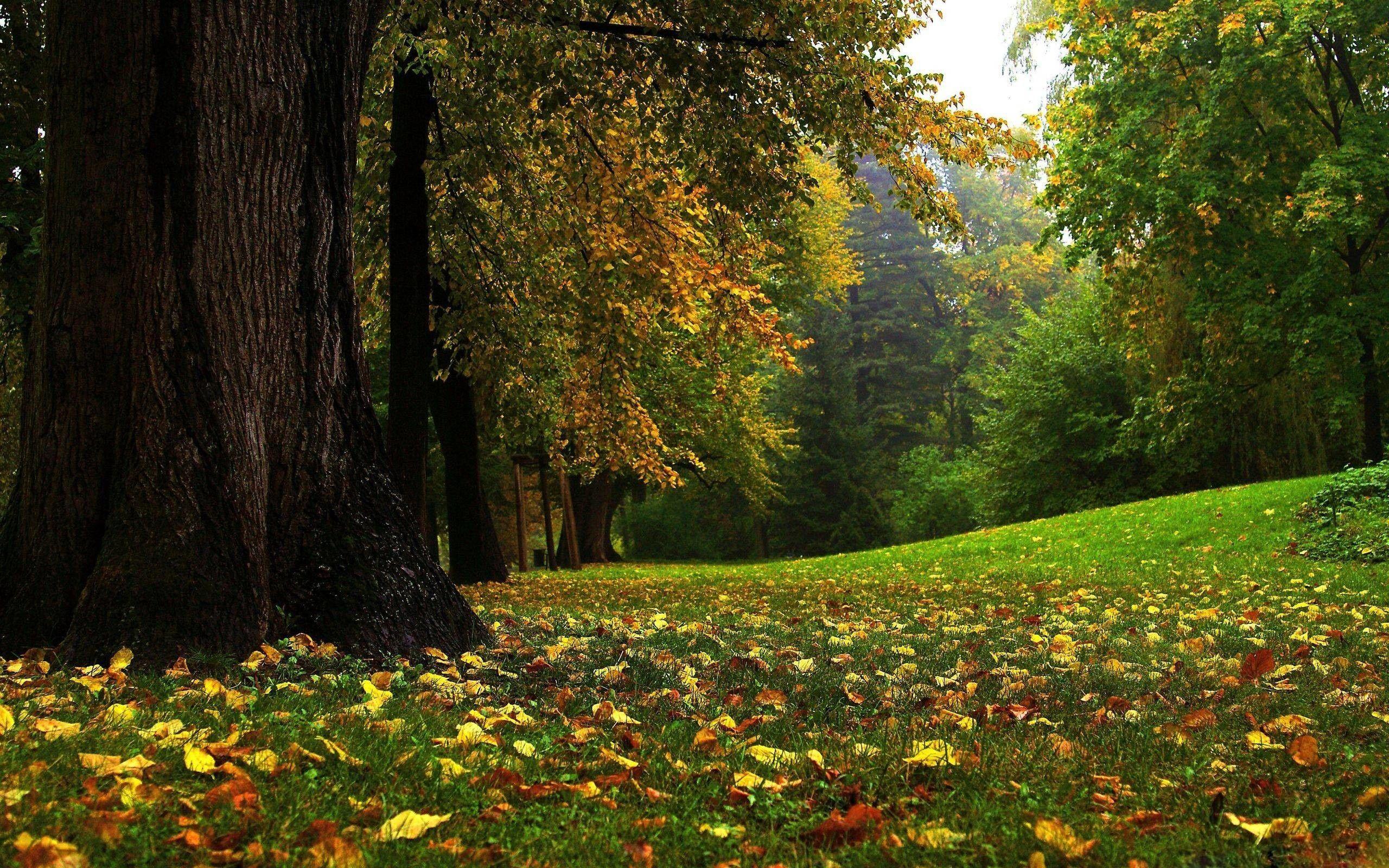 2560x1600 Forest Beauty Wallpaper
