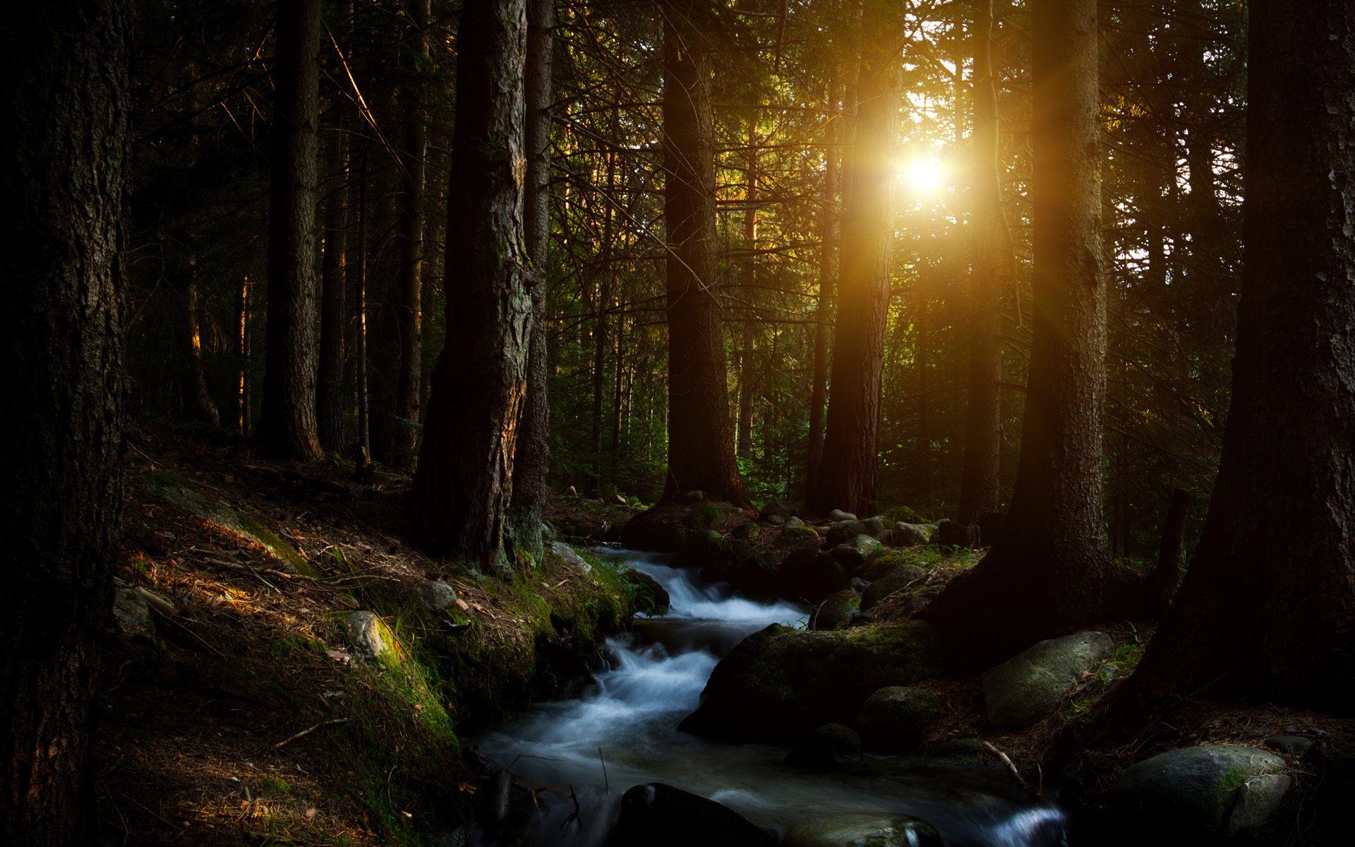 1920x1200 Beautiful Dark Forest Background HD .