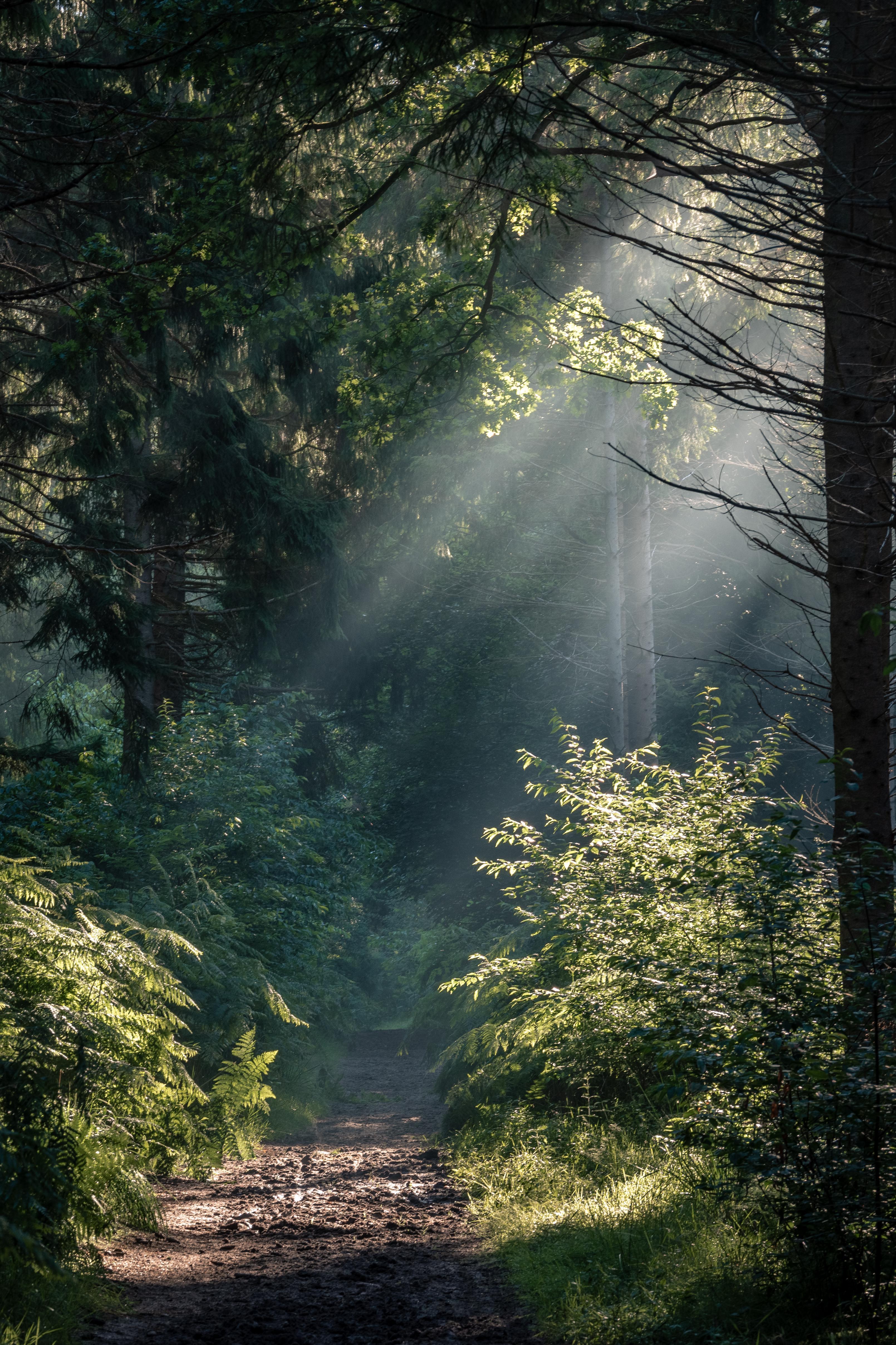 3219x4829 Beautiful forest path :