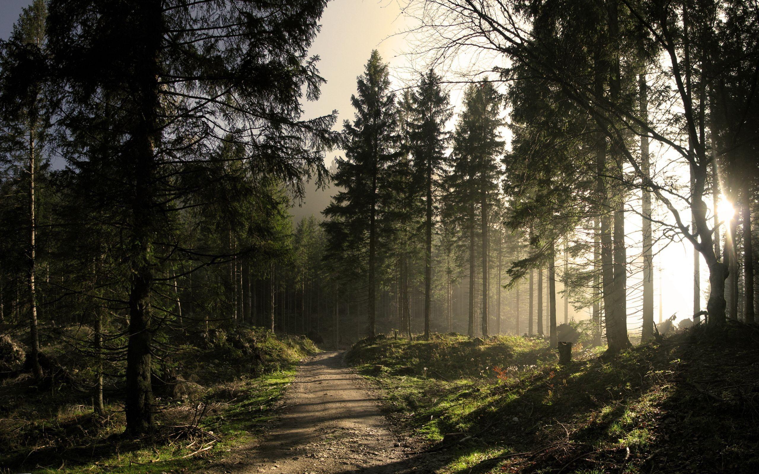 2560x1600 rain forest wallpaper dark .hddesktopwallpaper.in
