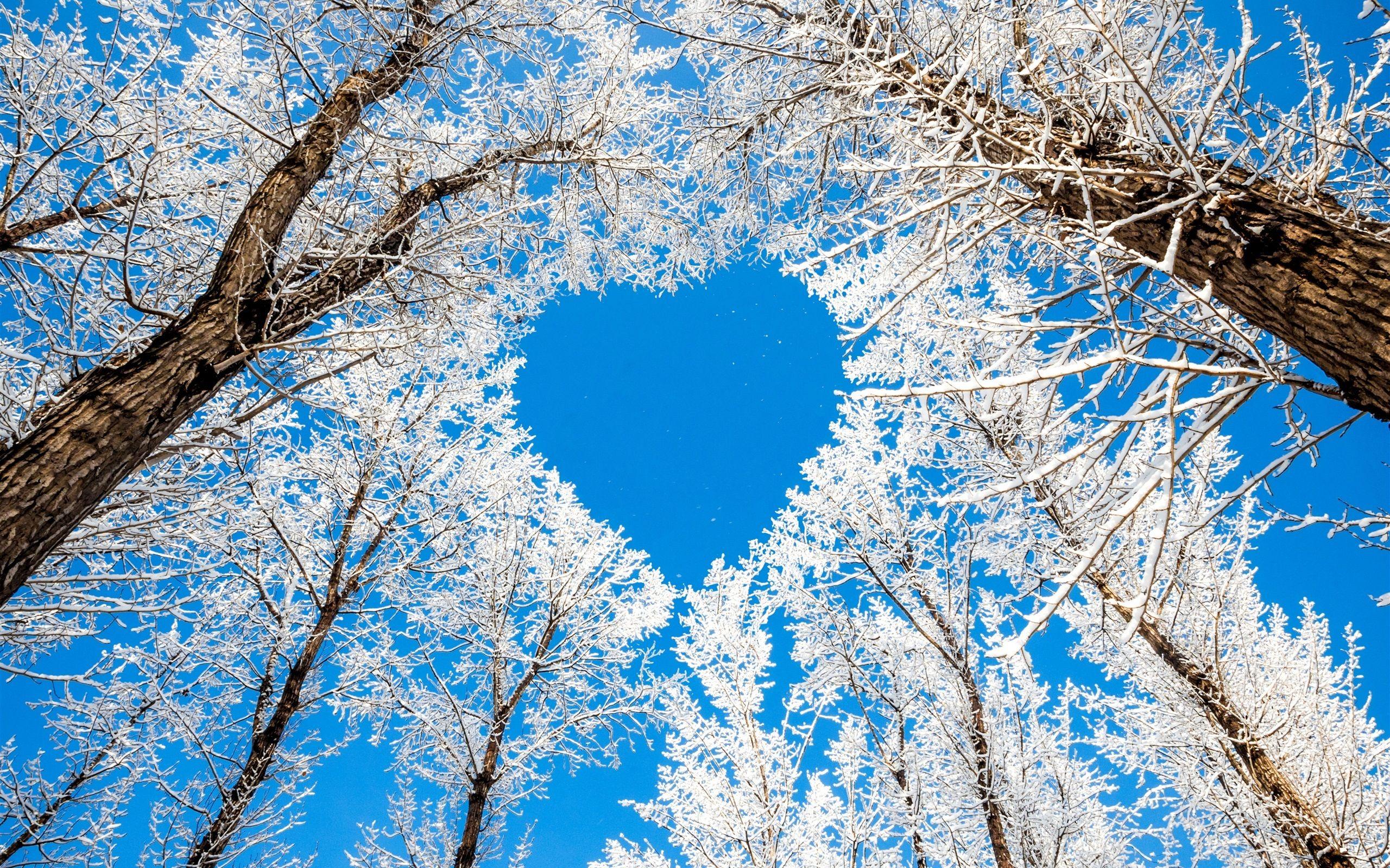 2560x1600 Winter trees snow white sky love .