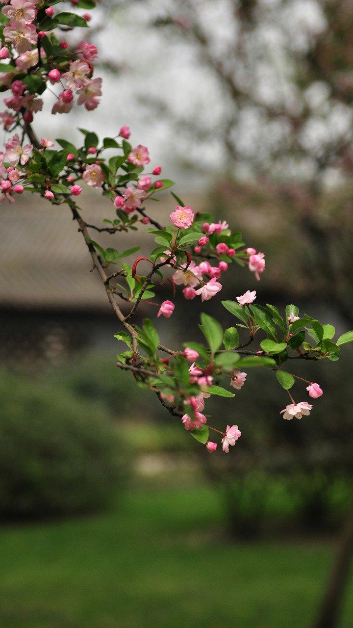 720x1280 Flowers