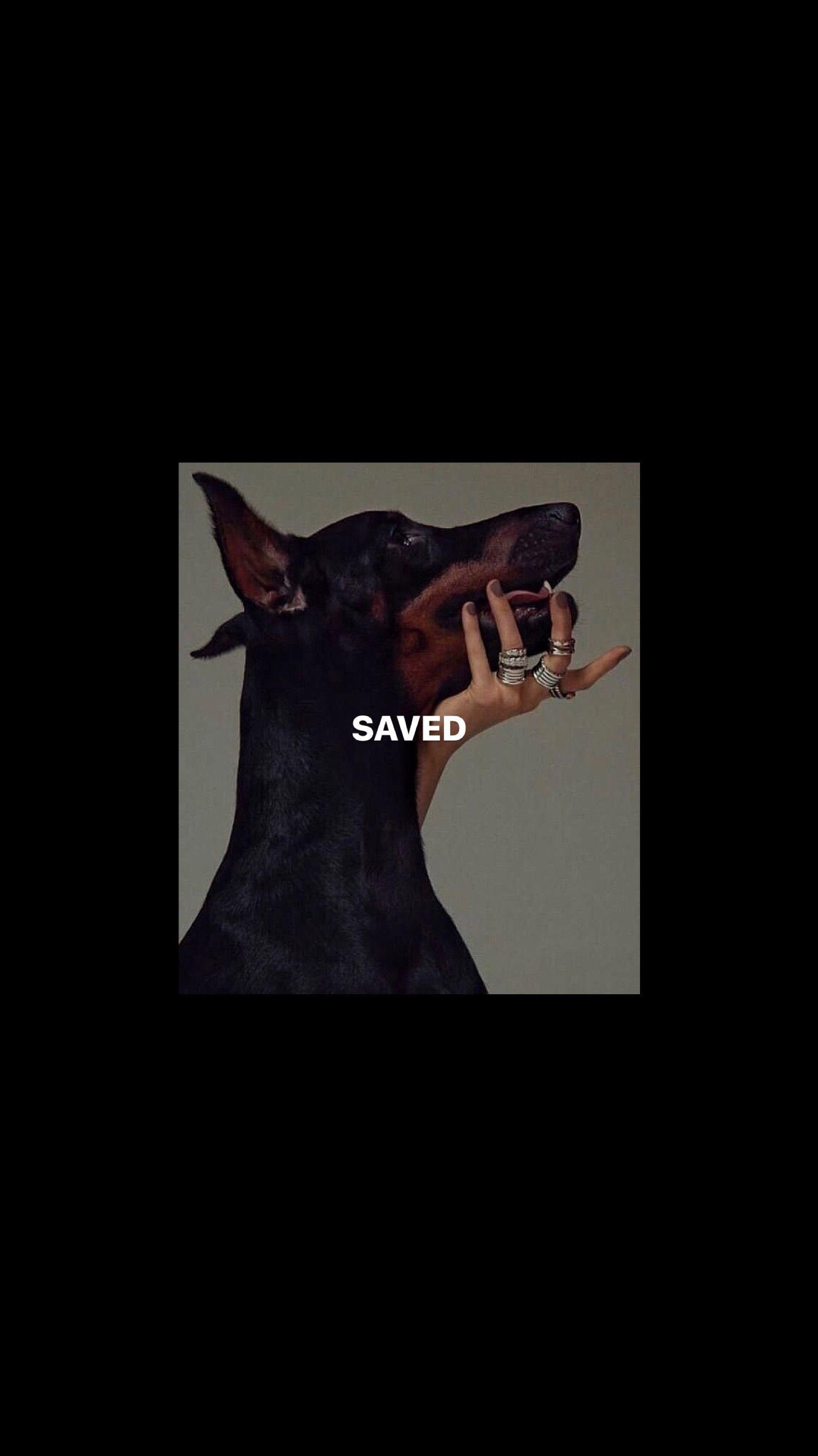 1668x2967 Doberman wallpaper wallpaper - #animalbackgroundiphone #animalwallpaperiphone #doberman #wallpaper. Doberman, Doberman pinscher, Dog wallpaper