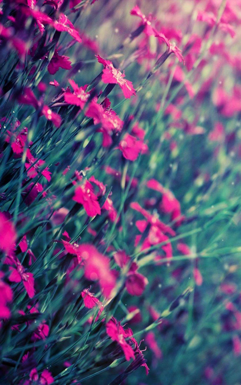 950x1520 Beautiful Pink Flowers 4K Ultra HD .