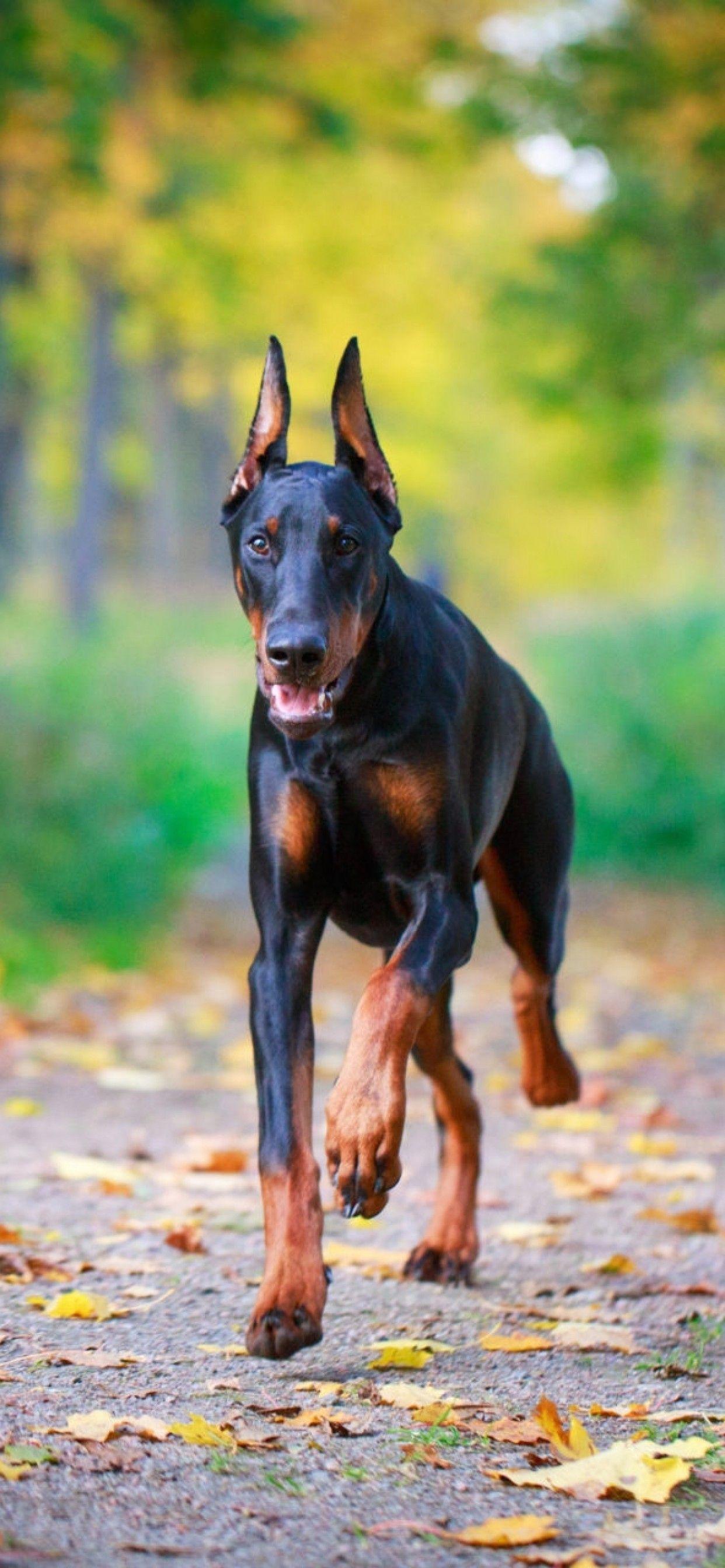 1242x2688 Doberman, Walking, Grass, Trees, Dog iPhone Xs Max