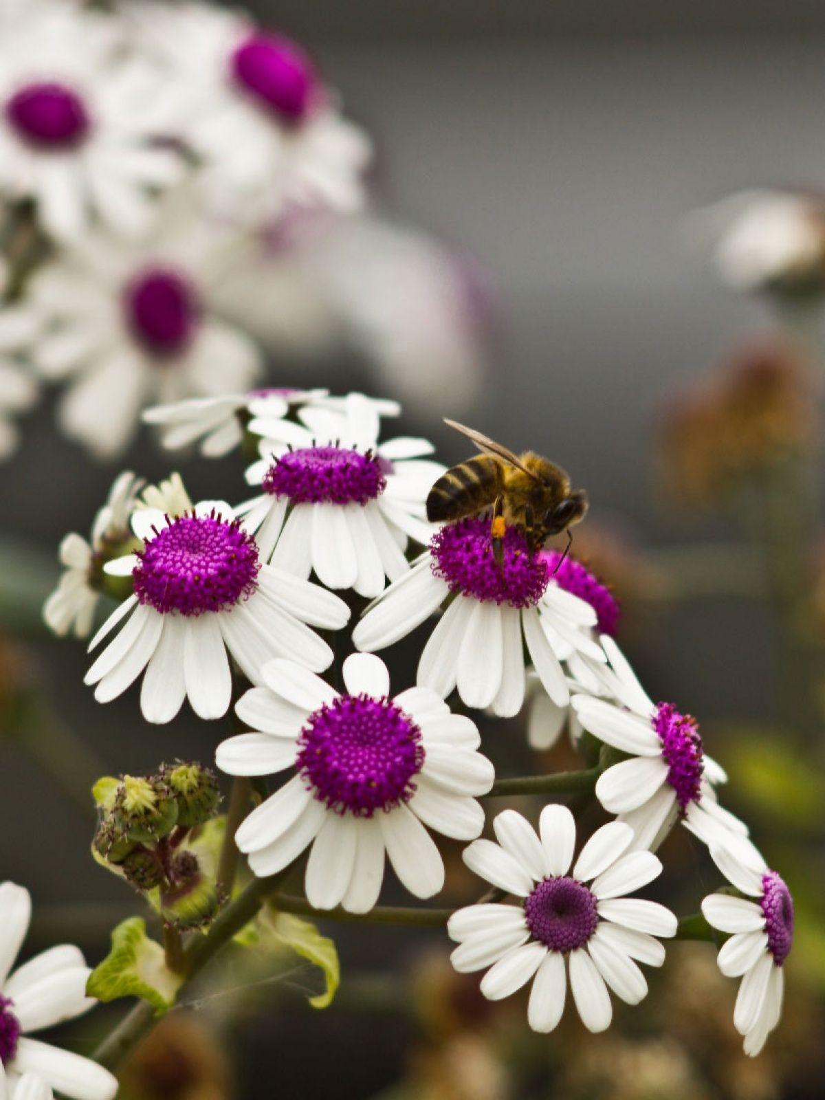 1200x1600 A Bee On Beautiful White Flowers Mobile .