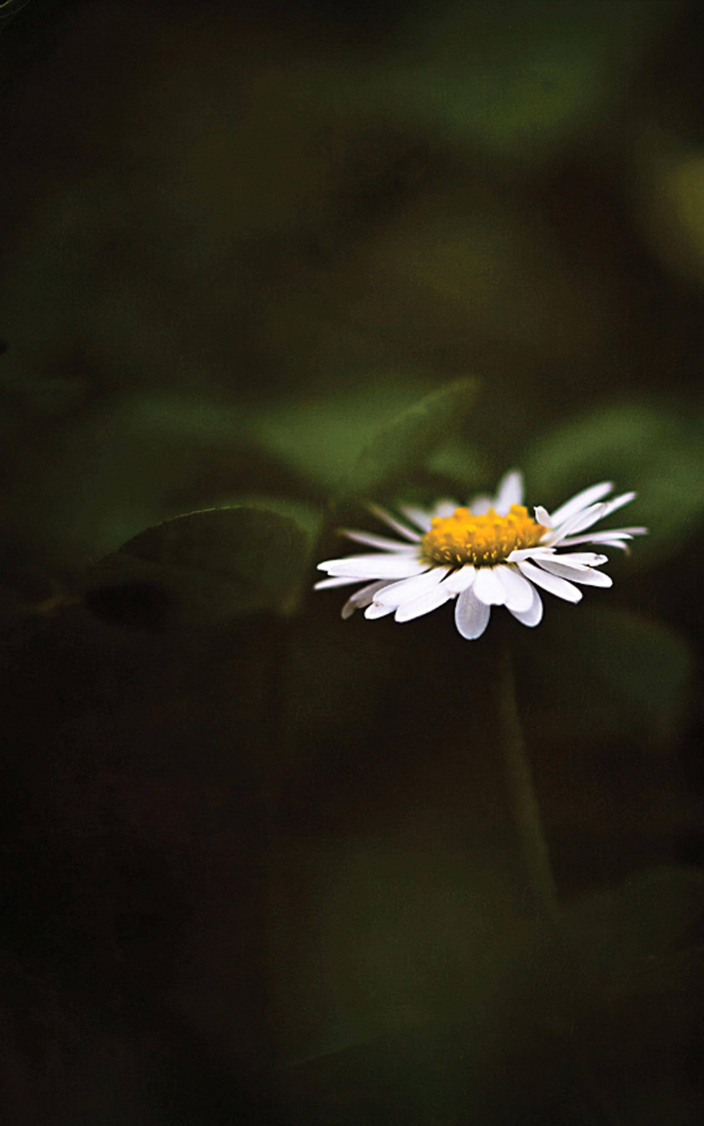2400x3840 Flower Wallpaper For Mobile .