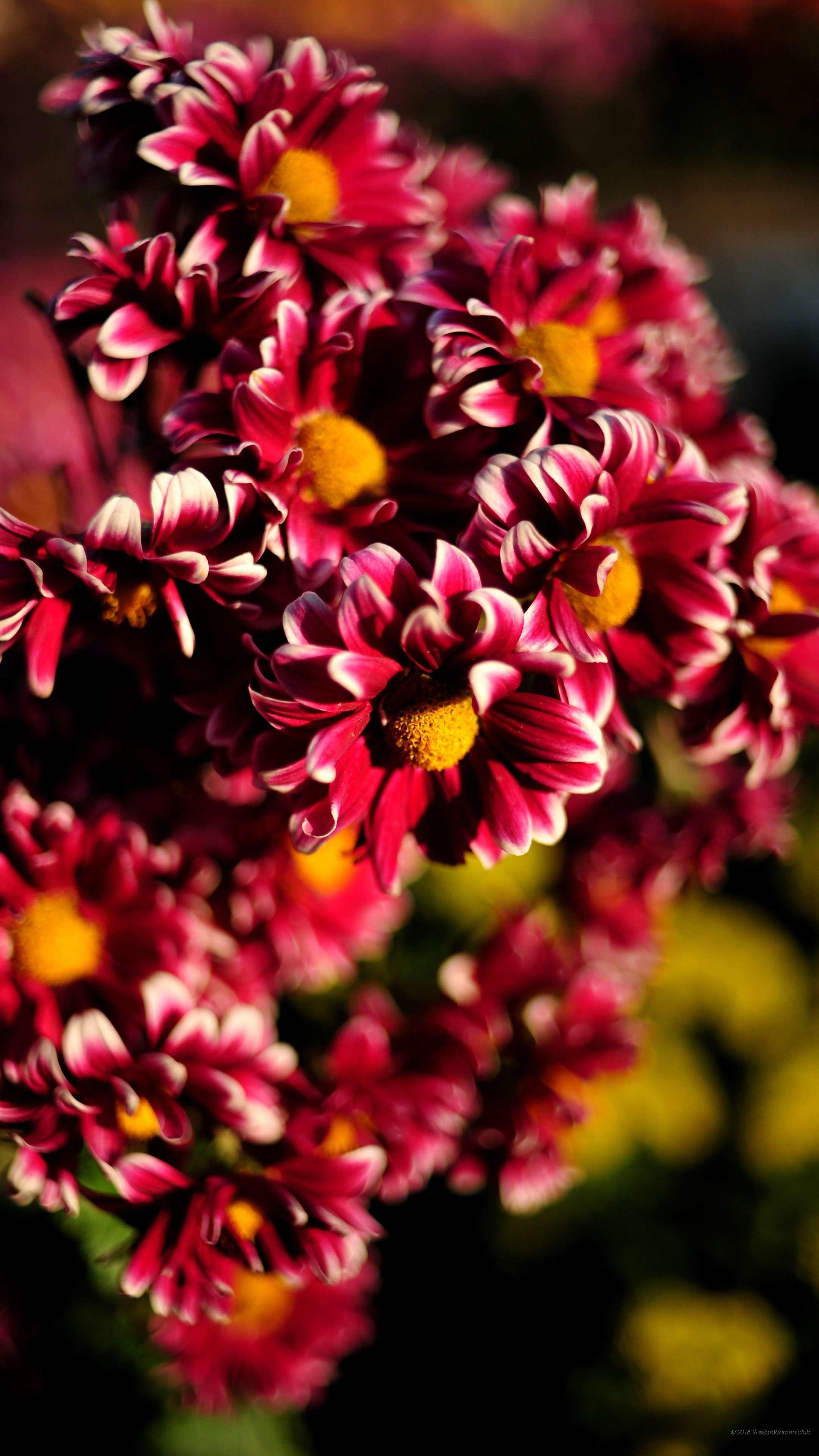 2160x3840 Beautiful Flower Wallpaper