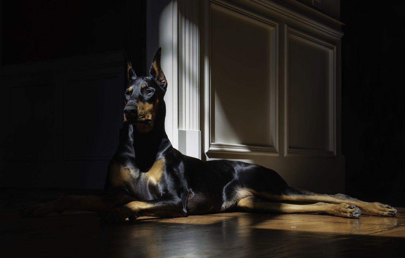 1332x850 Wallpaper look, dog, lies, doberman image for desktop, section собаки