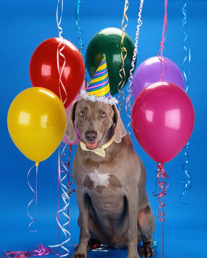 819x1024 Cute Dogs Image Need A B Day Dog? HD Wallpaper And Background