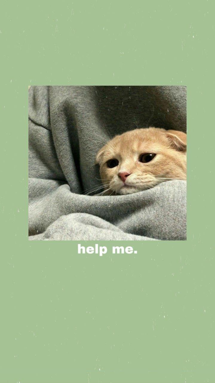 Sad Cute Cats Wallpapers - Top Free Sad Cute Cats Backgrounds ...