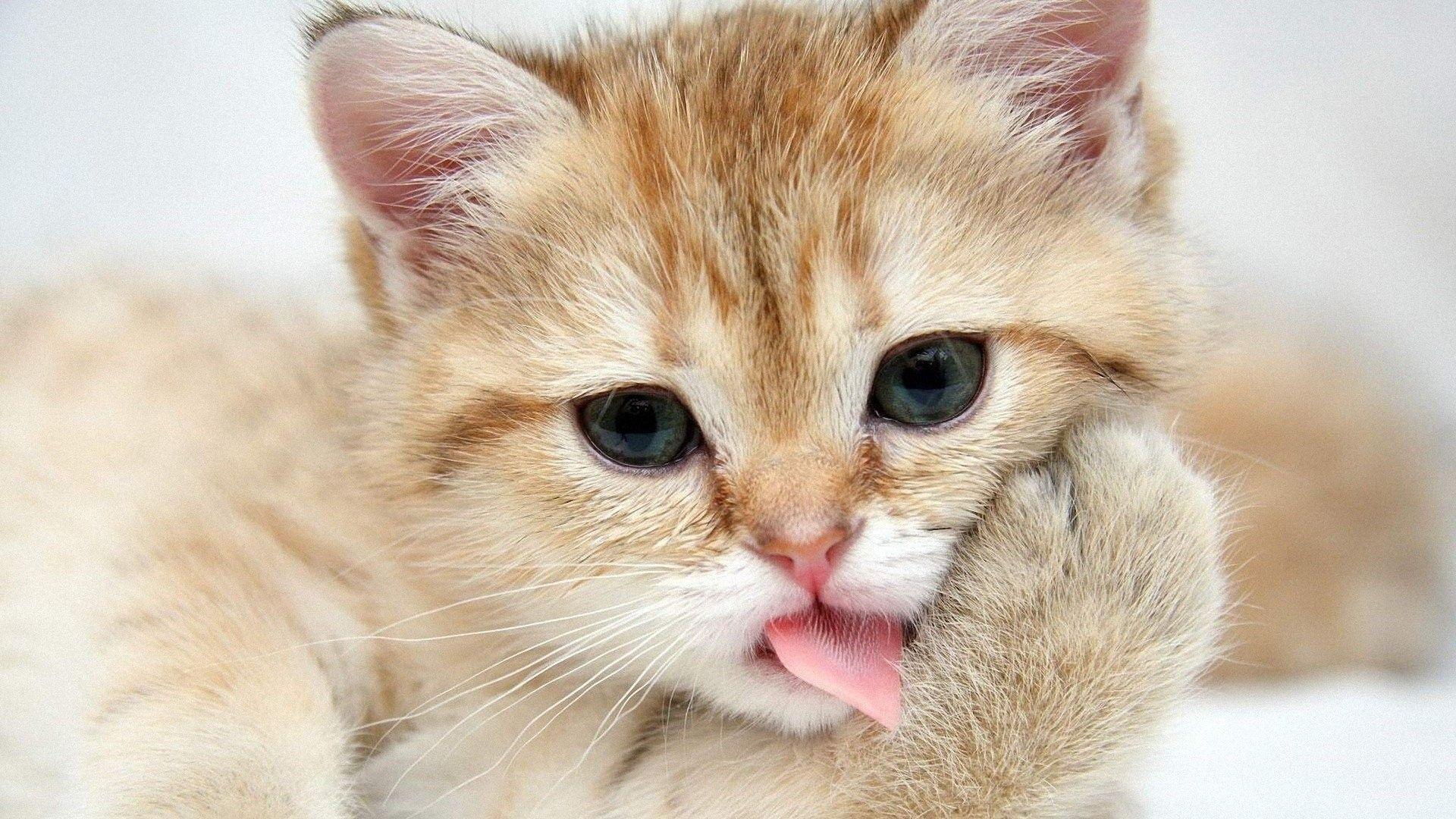 1920x1080 1920x Cat Cute Animal Kitty .