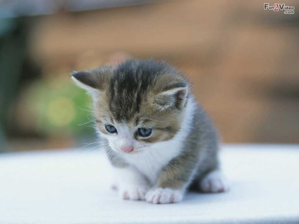 1024x768 Cute Baby Kittens 8368 HD Wallpaper .
