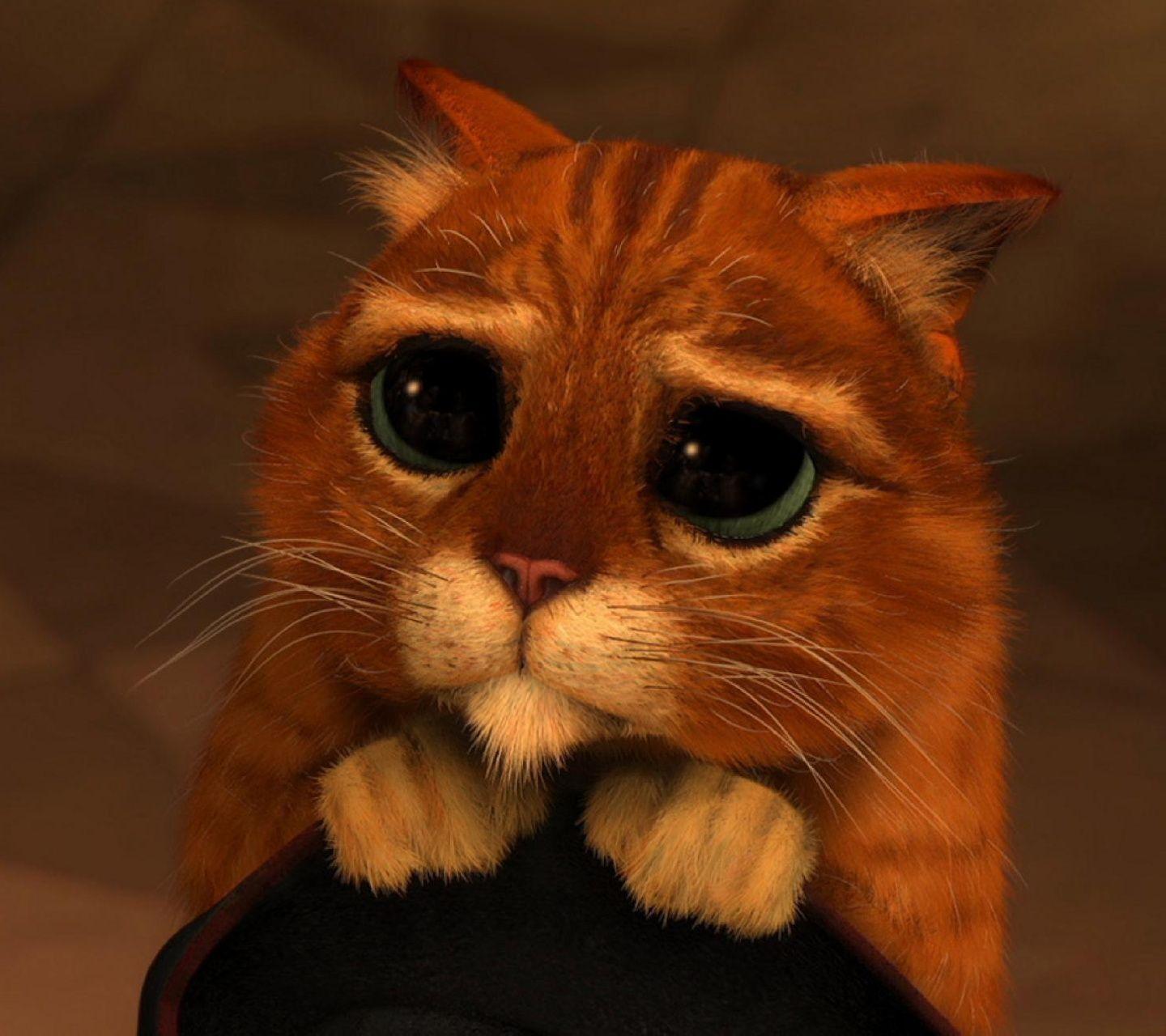 1440x1280 Cute Sad Cat Face Wallpaper .