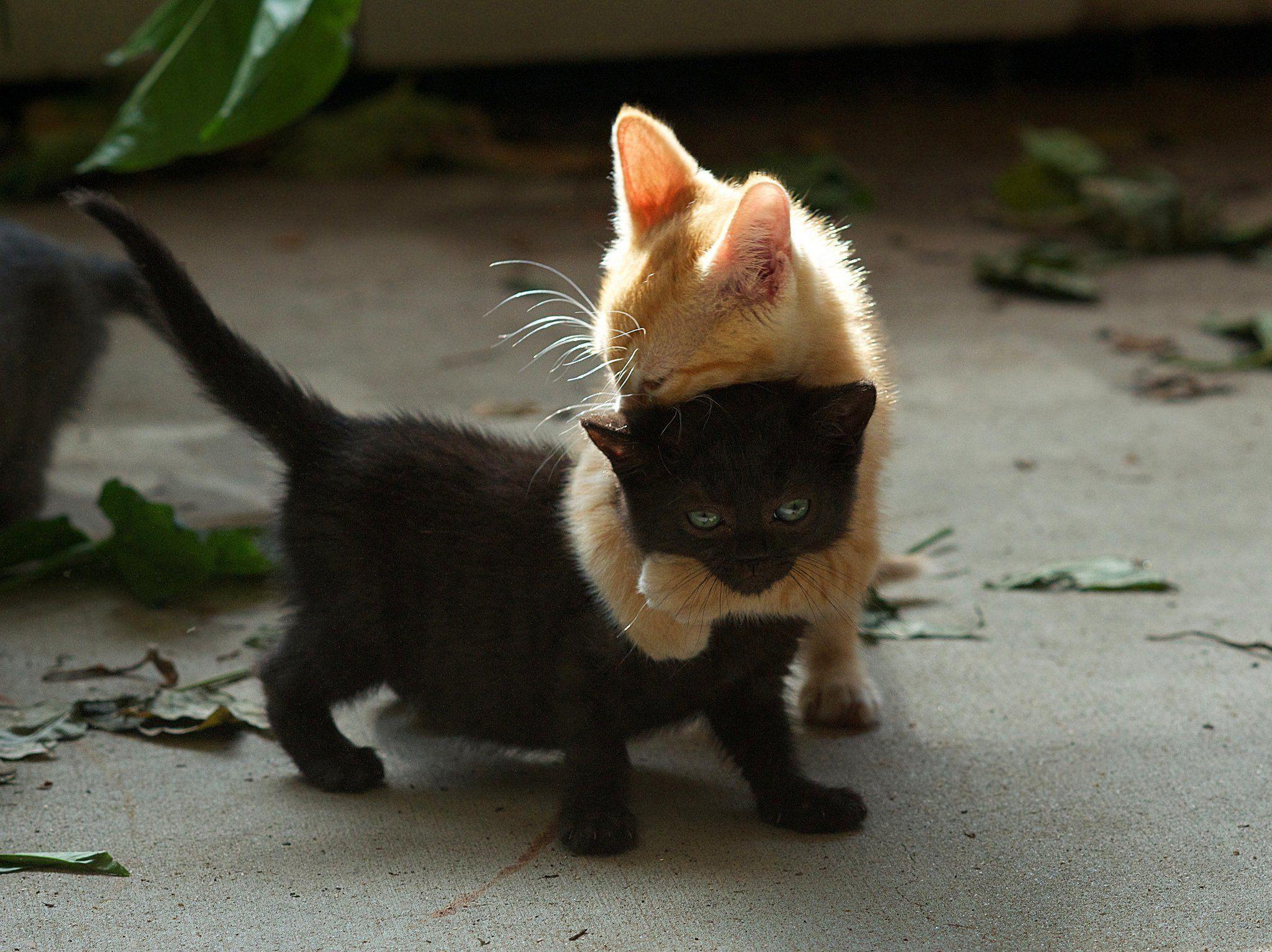 2048x1532 Download Sad Cat Meme Wallpaper. PNG .davidbaptistechirot.