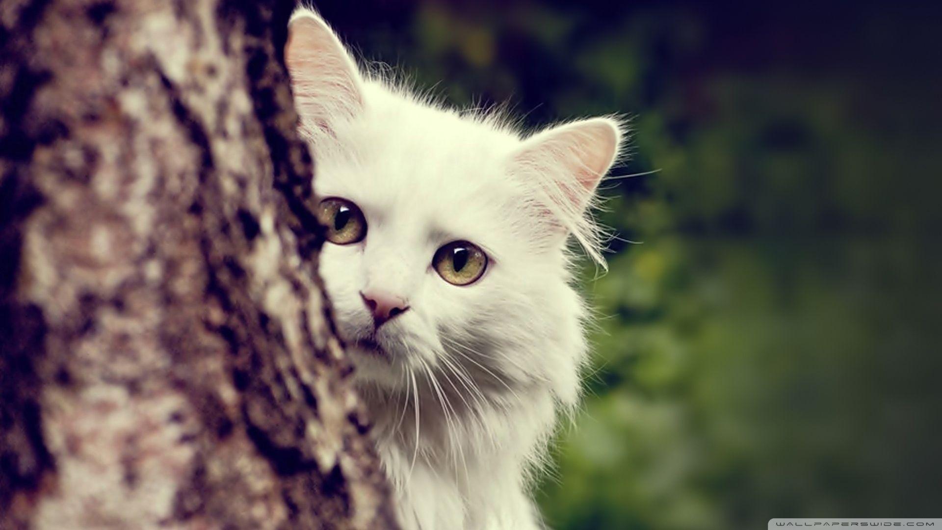 1920x1080 Android Cute Cat Wallpaper HD For