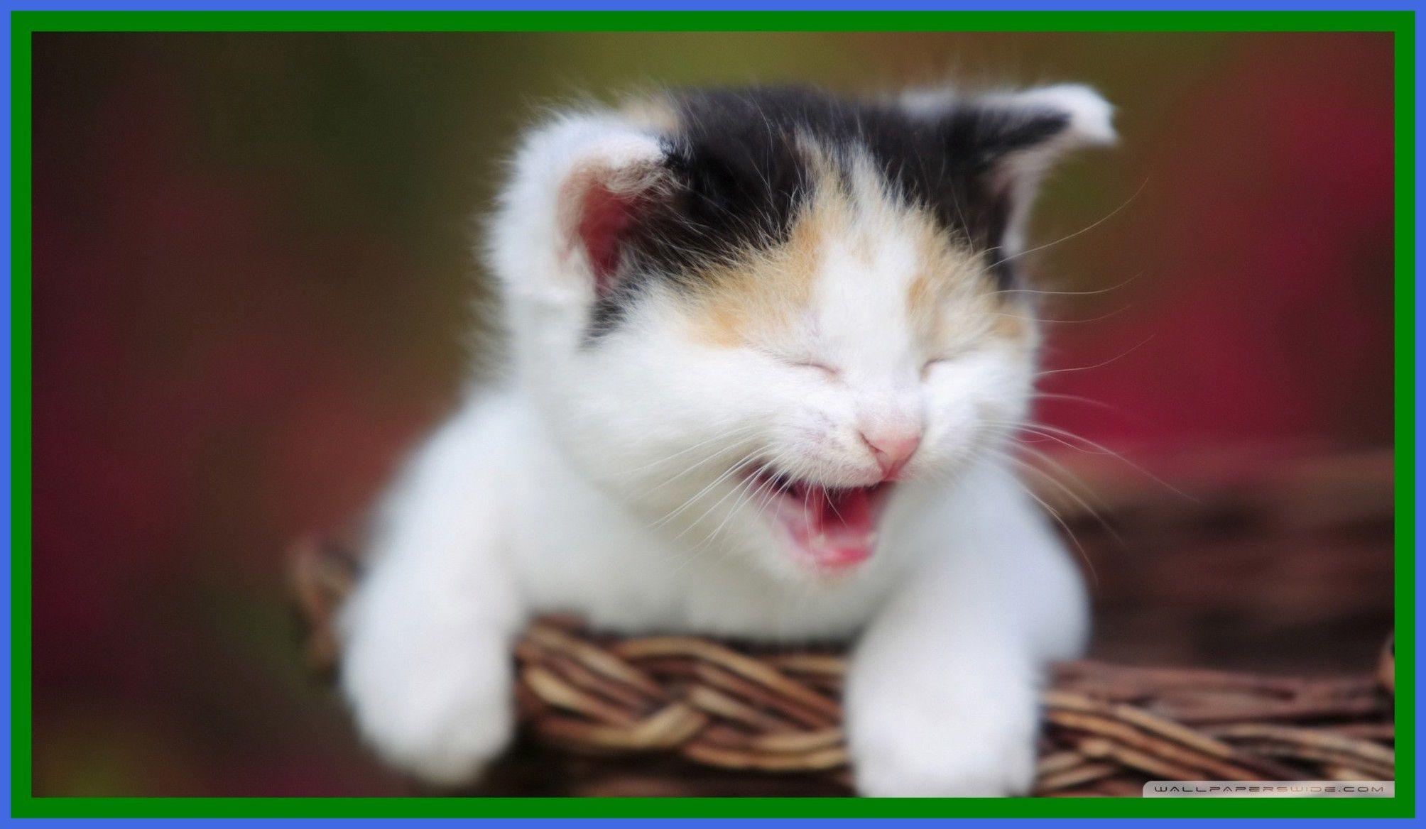 2008x1168 Android Cute Cats .
