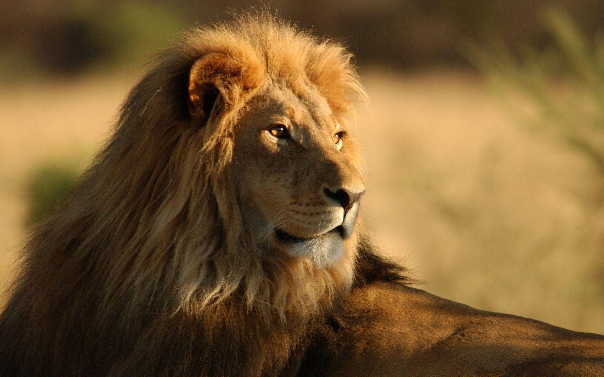 1920x1200 Lion Wallpaper